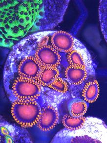 Bam Bam Zoa Frag