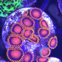 Bam Bam Zoa Frag