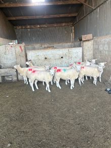 10 texel ewe hoggets