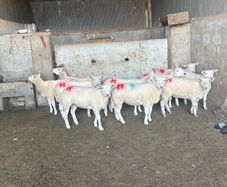 10 texel ewe hoggets