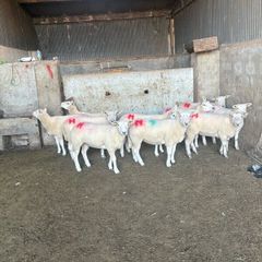 10 texel ewe hoggets