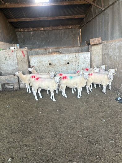 10 texel ewe hoggets