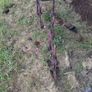 Plough and scuffler Image 10