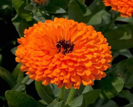 (C) Calendula Orange Gitana seeds 2g (300s) (414802)