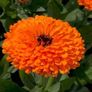 (C) Calendula Orange Gitana seeds 2g (300s) (414802) Image 2