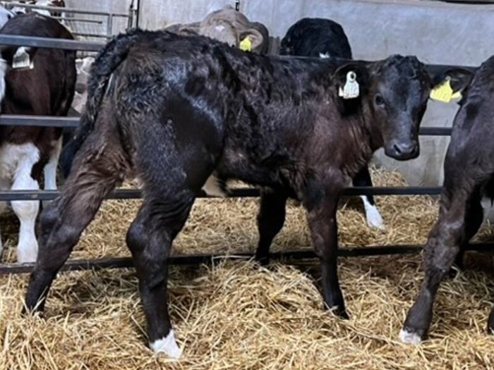 Limousin Calves
