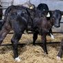 Limousin Calves Image 10
