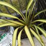 Evergreen large Phormium Yellow Wave Image 4