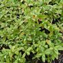 Garden Plants, Two Euros Image 5