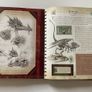book Dragonology: Field Guide to Dragons signed by Ernest Drake first edition  2007 Image 3