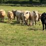 Full symbol organic Cattle Image 7