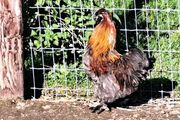 Silkie pair