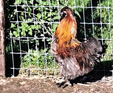 Silkie pair