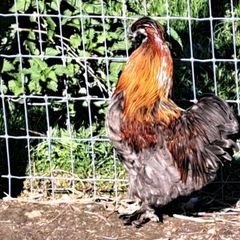 Silkie pair