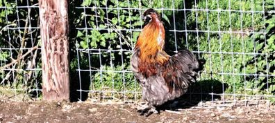 Silkie pair