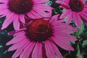 Echinacea Seeds
