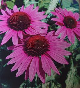 Echinacea Seeds