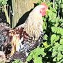 Pekins Image 2