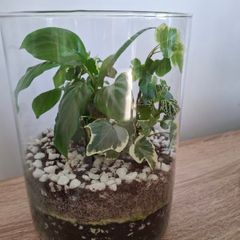 Home plant