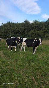 Friesian Bullocks For Sale