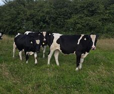 Friesian Bullocks For Sale