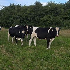 Friesian Bullocks For Sale