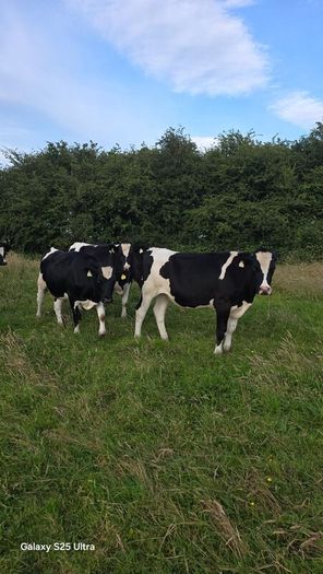 Friesian Bullocks For Sale
