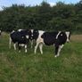 Friesian Bullocks For Sale Image 5