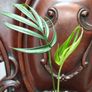 Monstera Subpinnata Image 6