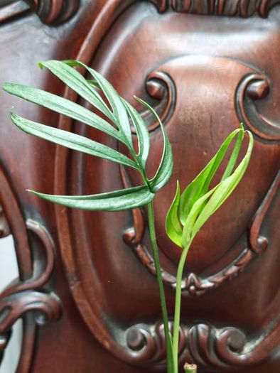 Monstera Subpinnata