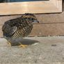 Button quail hatching eggs Image 3