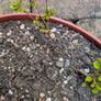 Cotoneasters-various sizes and prices Image 7