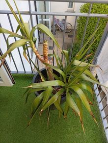 small palm tree potted for sale