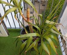 small palm tree potted for sale
