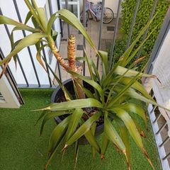 small palm tree potted for sale