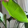 Stunning large bird of paradise tropical plant Image 4