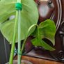 No.5 Monstera Green On Green sell as is Image 8