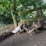 Farm yard ducks Image 5