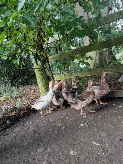 Farm yard ducks