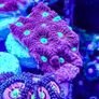 War Coral Favites Pentagone Image 5