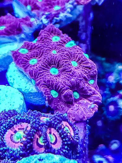 War Coral Favites Pentagone