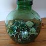 Vintage Viresa Terrarium from 1960s or 1970s.  Green Verdi Glass. Image 2