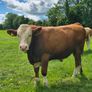 Fleckvieh Bulls Image 3