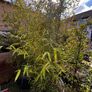 5 x large bamboo Image 4