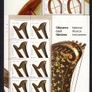 2014 Ireland Europa Musical Instruments Commemorative Stamp Sheetlet Plate 1B1B1B1B Mint Never Hinged (MNH) Image 2