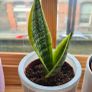 3 Snake Plants (Sansevieria trifasciata) Image 3