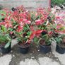 Red Robin Hedging Image 4