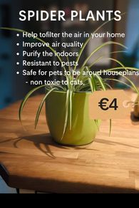 Spider plant