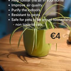 Spider plant