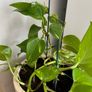 Pothos with pot Image 2